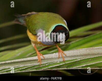 Weibliche australische schwarze Spitze Prachtfinkenart Finch oder Regenbogen Finch (Erythrura Gouldiae) close-up, posiert auf einem Blatt Stockfoto