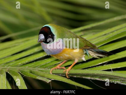 Weibliche australische schwarze Spitze Prachtfinkenart Finch oder Regenbogen Finch (Erythrura Gouldiae) close-up, posiert auf einem Blatt Stockfoto