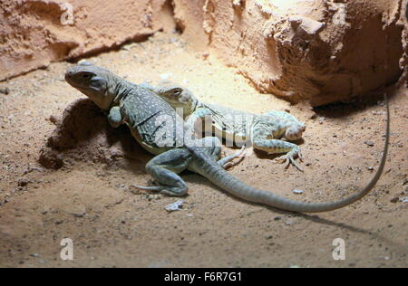 Männliche und weibliche östlichen nordamerikanischen oder Oklahoma Kragen Eidechsen (Crotaphytus Collaris) Stockfoto