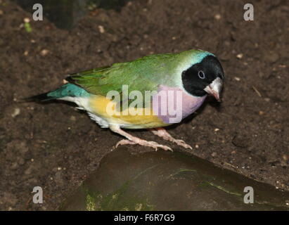 Weibliche australische schwarze Leitung Prachtfinkenart Finch oder Regenbogen Finch (Erythrura Gouldiae) Nahaufnahme Stockfoto