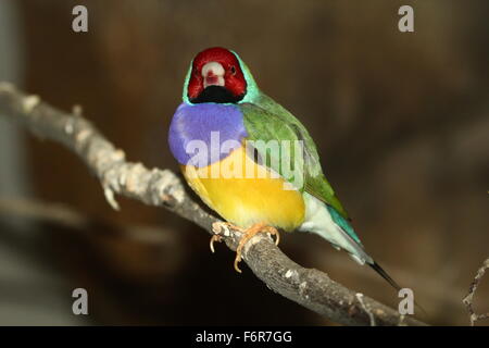 Männliche australische rote Leitung Prachtfinkenart Finch oder Regenbogen Finch (Erythrura Gouldiae) close-up, posieren, auf einem Ast Stockfoto