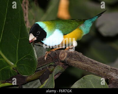 Australische schwarze Spitze Prachtfinkenart Finch oder Regenbogen Finch (Erythrura Gouldiae) close-up, posieren, auf einem Ast Stockfoto