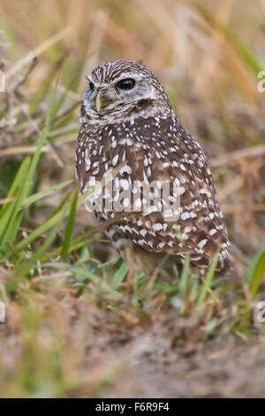 Kanincheneule (Athene Cunicularia), Florida, USA Stockfoto