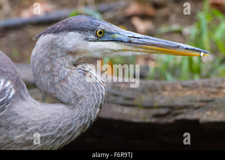 Great Blue Heron und Elritze Stockfoto