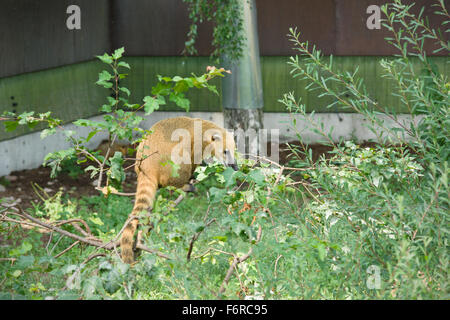 der große Nase Waschbär nach Mahlzeit sehr fröhlich Zeit verbringt Stockfoto