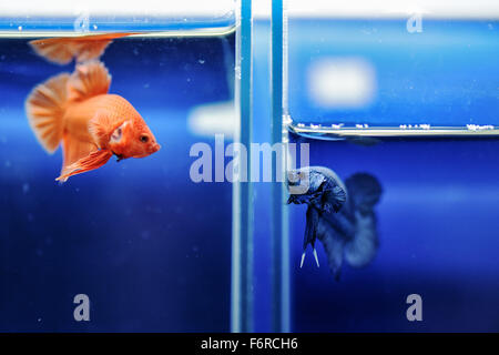 Bangkok, Thailand. 19. November 2015. Foto aufgenommen am 19. November 2015 zeigt zwei Haustier Fisch während der "Pet im Wunderland" pet Show im Impact Muang Thong Thani Exhibition Center in Bangkok, Thailand, am 19. November 2015. Die viertägige Tiershow startete hier am Donnerstag mit der Teilnahme von mehr als 200 Aussteller der Heimtierbranche. Nach der Thai Pet Produkte Industries Association der Organisator des Tieres zeigen, Thailands Haustierprodukte, die Industrie wird voraussichtlich um mindestens 10 Prozent im Jahr 2016 zu wachsen. Bildnachweis: Li Mangmang/Xinhua/Alamy Live-Nachrichten Stockfoto