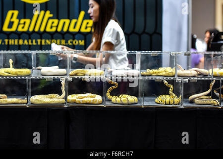 Bangkok, Thailand. 19. November 2015. Foto aufgenommen am 19. November 2015 zeigt verschiedene Haustier Schlangen während der "Pet im Wunderland" pet Show im Impact Muang Thong Thani Exhibition Center in Bangkok, Thailand, am 19. November 2015. Die viertägige Tiershow startete hier am Donnerstag mit der Teilnahme von mehr als 200 Aussteller der Heimtierbranche. Nach der Thai Pet Produkte Industries Association der Organisator des Tieres zeigen, Thailands Haustierprodukte, die Industrie wird voraussichtlich um mindestens 10 Prozent im Jahr 2016 zu wachsen. Bildnachweis: Li Mangmang/Xinhua/Alamy Live-Nachrichten Stockfoto