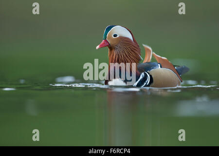 Farbenfrohe männliche Mandarinente / Mandarinente ( Aix galericulata ) zeigt Balz, schwimmt auf grünem Wasser, Wildtiere, Europa. Stockfoto