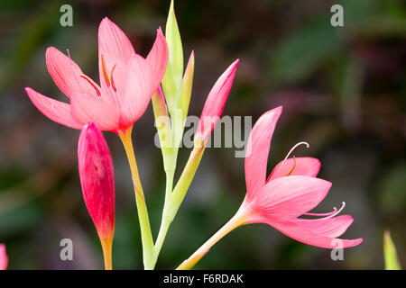 Oktober Blüten an einem Stiel der Kaffir-Lilie, Hesperantha Coccinea "Rosy Pink" Stockfoto