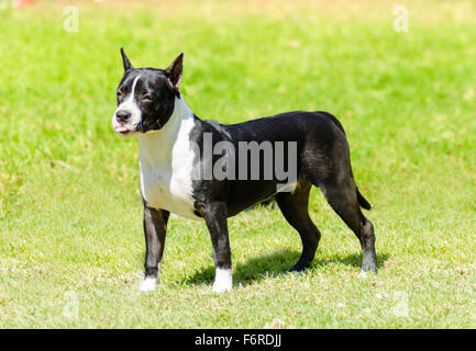 Eine kleine, junge, schöne, schwarze und weiße Amerikanischer Staffordshire-Terrier stehen auf dem Rasen beim Kleben spielerisch ihre Tonne Stockfoto