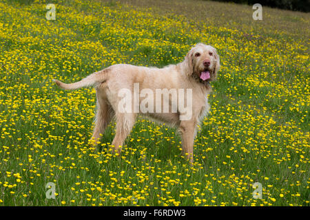 Ältere männliche ungarischen Wire Haired Vizsla Hund stehend in einem Feld von Butterblumen Stockfoto