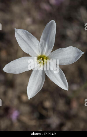 Narcissus Federnelke wächst in Dehesa, einer Agro-Sylvo-pastorale Landschaft in der Nähe von Barrancos, Portugal. Oktober. Stockfoto