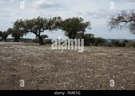 Narcissus Federnelke wächst in Dehesa, einer Agro-Sylvo-pastorale Landschaft in der Nähe von Barrancos, Portugal. Oktober. Stockfoto