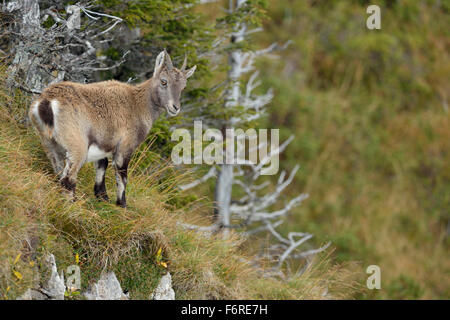 Alpensteinbock / Steinbock / Alpensteinbock ( Capra Steinbock ), weiblich, stehend in natürlicher Umgebung von Hochgebirgen, Tierwelt, Europa. Stockfoto