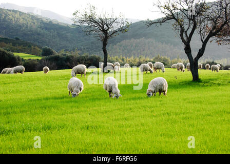 Schafe weiden in Sardinien in der grünen Wiese Stockfoto