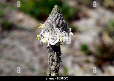 Einheimischen Blume in Kap der guten Hoffnung, Tafelberg Nationalpark, Kapstadt, Südafrika. Stockfoto