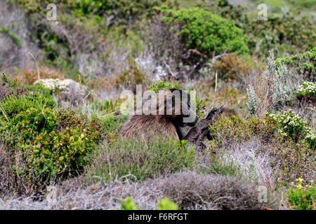 Chacma Paviane (Papio Ursinus) im Abschnitt "Kap der guten Hoffnung" des Table Mountain National Park, Kapstadt, Südafrika. Stockfoto