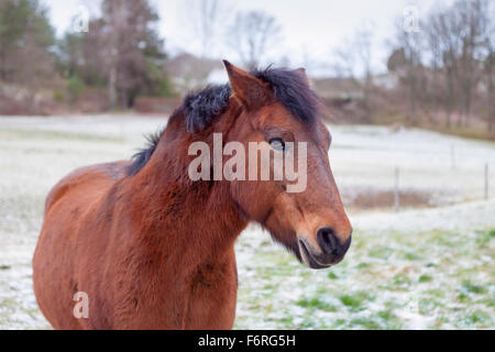 Close up Portrait von Bay Pferd draußen im Schnee im Winter, Schweden Model Release: Nein Property Release: Nein. Stockfoto