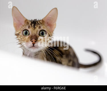 Weibliche Bengalkatze Kitten an Kamera mit Badewanne und Dusche in der Wanne Model Release: Nein Property Release: Ja (CAT). Stockfoto