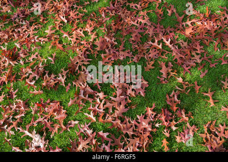 Quercus Coccinea Splendens. Gefallenen Scarlet Eiche Blätter auf dem Rasen im Herbst. UK Stockfoto