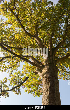 Quercus Robur. Eiche Blätter im Herbst Farbwechsel Baldachin. UK Stockfoto