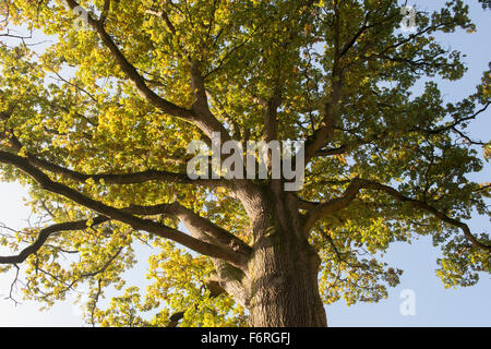 Quercus Robur. Eiche Blätter im Herbst Farbwechsel Baldachin. UK Stockfoto