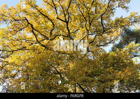 Quercus Robur. Eiche Blätter im Herbst Farbwechsel Baldachin. UK Stockfoto