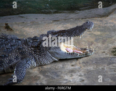 Ein Krokodil während einer Show am Samphran Elefant Boden und Zoo in Nakhon Pathom etwas außerhalb von Bangkok. Stockfoto