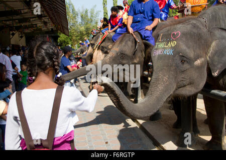 Menschen ernähren sich Elefanten an der Samphran Elefant Boden und Zoo in Nakhon Pathom etwas außerhalb von Bangkok. Stockfoto