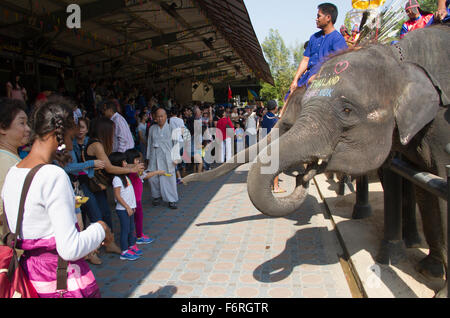 Menschen ernähren sich Elefanten an der Samphran Elefant Boden und Zoo in Nakhon Pathom etwas außerhalb von Bangkok. Stockfoto