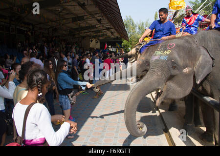 Menschen ernähren sich Elefanten an der Samphran Elefant Boden und Zoo in Nakhon Pathom etwas außerhalb von Bangkok. Stockfoto