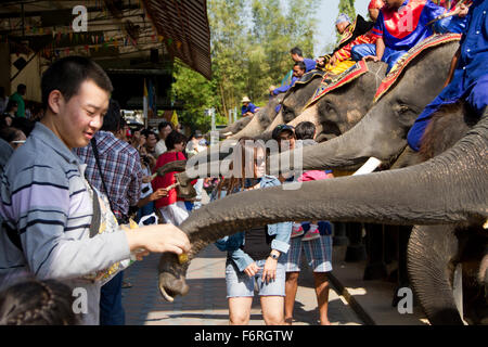 Menschen ernähren sich Elefanten an der Samphran Elefant Boden und Zoo in Nakhon Pathom etwas außerhalb von Bangkok. Stockfoto