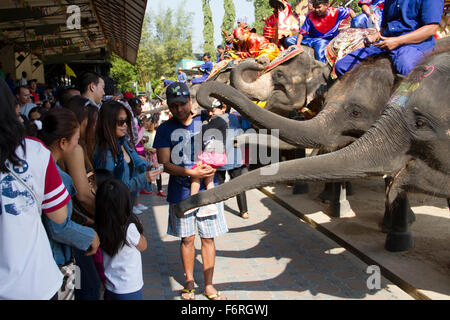 Menschen ernähren sich Elefanten an der Samphran Elefant Boden und Zoo in Nakhon Pathom etwas außerhalb von Bangkok. Stockfoto