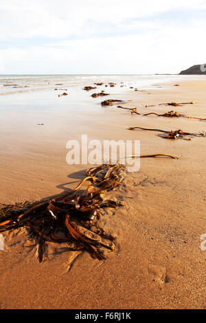 Kelp Algen angespült am Strand entwurzelt Tide Gezeiten Ufer Ufer Cayton Bay Yorkshire UK England Stockfoto