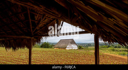 Blättern bedeckte Unterschlupf in der Nähe einen kurierenden Stall für Tabakpflanzen, Viñales, Kuba, Pinar del Río, Kuba Stockfoto