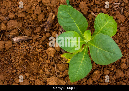 Tabak (Nicotiana), Tabakpflanzen, brauner Lehm Tabakfeld, Vinales, Kuba, Pinar del Río, Kuba Stockfoto