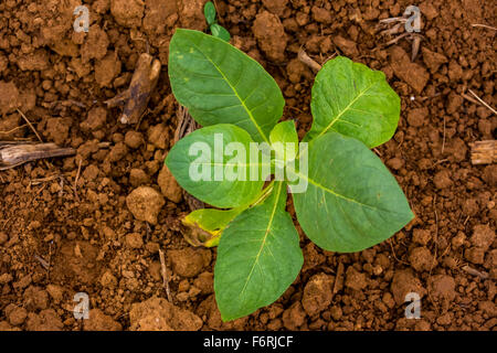 Tabak (Nicotiana), Tabakpflanzen, brauner Lehm Tabakfeld, Vinales, Kuba, Pinar del Río, Kuba Stockfoto