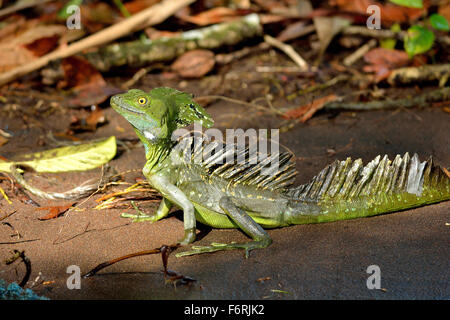 Smaragd Basilisk im Tortuguero Nationalpark Stockfoto