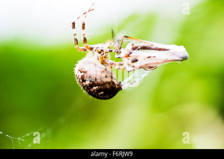 Gartenkreuzspinne Araneus Diadematus einzigen Erwachsenen Makro mit Beute Spinnen Netz um Crane Fly UK England Stockfoto