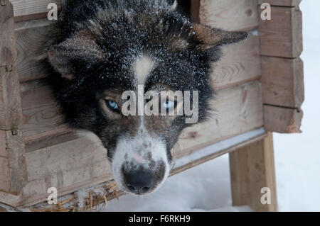 Husky Hunde Loft Stockfoto