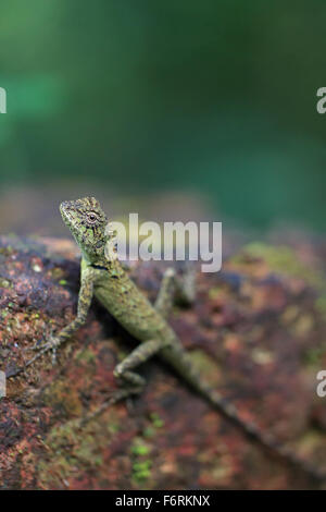 Oriental Garden Lizard (Calotes versicolor) Stockfoto