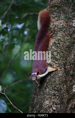 Indischen Riesen Eichhörnchen (Ratufa Indica) Stockfoto