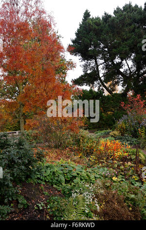 DIE ROBINSON GARTEN RHS HYDE HALL IM HERBST. Stockfoto