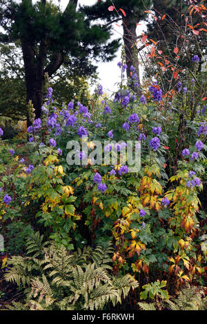 ACONITUM ARENDSII CARMICHAELII. ACONITUM. EISENHUT. Stockfoto