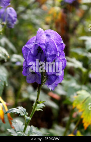 ACONITUM ARENDSII CARMICHAELII. ACONITUM. EISENHUT. Stockfoto