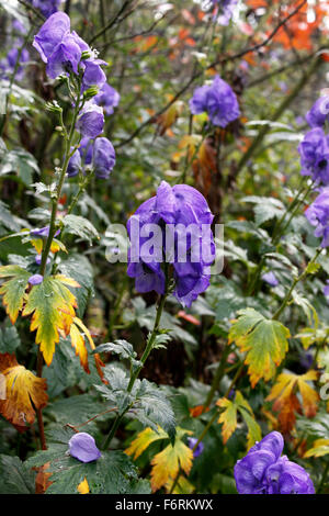 ACONITUM ARENDSII CARMICHAELII. ACONITUM. EISENHUT. Stockfoto