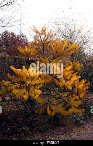 RHUS TYPHINA. SUMACH. HIRSCHE HUPE SUMACH. SAMTSUMACH. HERBST Stockfoto