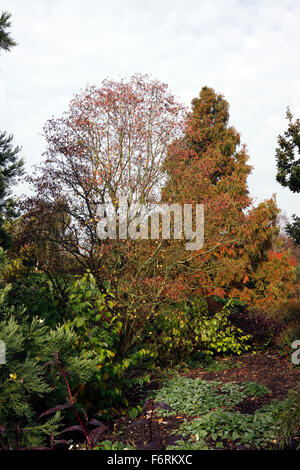 HERBSTFARBEN IM RHS HYDE HALL ESSEX. Stockfoto