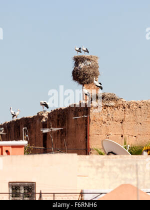 Störche und Nester an den Wänden der Medina von Marrakesch Stockfoto