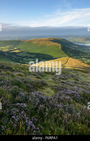 Blühende Heide auf Mynydd Troed mit Blick auf Mynydd Llangorse in den Brecon Beacons, Wales. Stockfoto